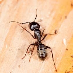 Protect Your Owensboro Property From Ants With Action Pest Control carpenter ant found in owensboro home