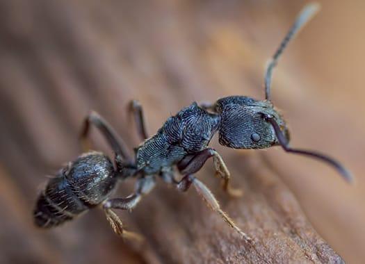 carpenter ant damaging wood in terre haute