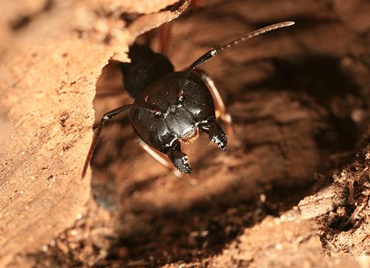 Learn How To Protect Your Louisville Home From Carpenter Ant Damage carpenter ant damaged wood in louisville