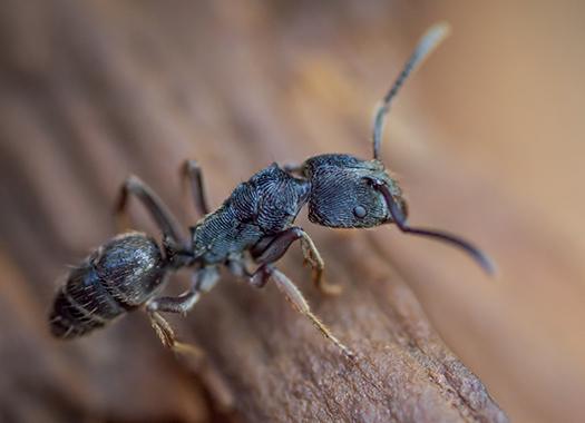 carpenter ant up close on bark