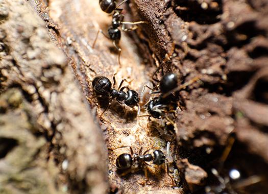 carpenter ants eating wood