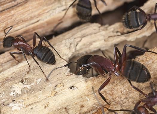 Problems Summer Ant Infestations Bring To Lexington Homes