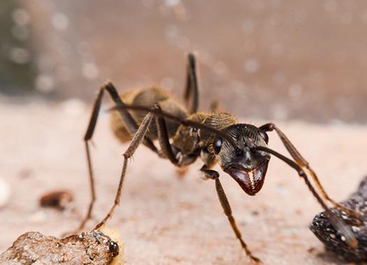 carpenter ants up close
