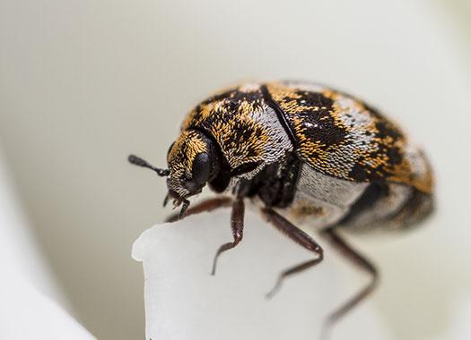 carpet beetle up close