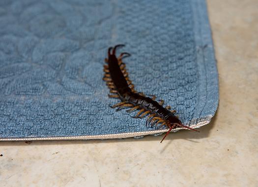 a centipede in a kitchen