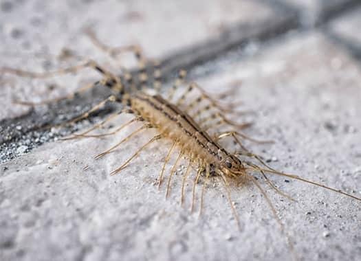 Eliminate Centipedes From Your Home a shiny grey centipede crawling speraticly across a stone walking inside a louisville home