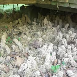 Understanding Cicadas And The Mud Tubes They Create Will Help You Avoid Infestations In The Future mud tubes from cicadas