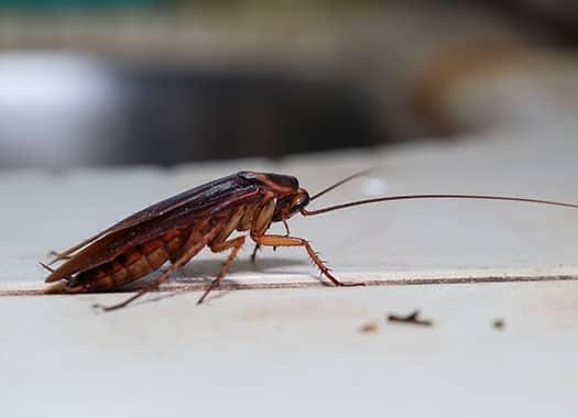 Learn What Really Works Against Cockroach Infestations an american cockroach crawling across an elizabethtown kentucky kitchen counter top during late summer season