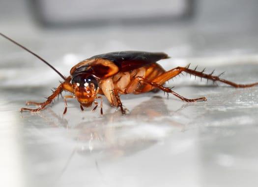 Most Common Cockroaches Found In Lexington