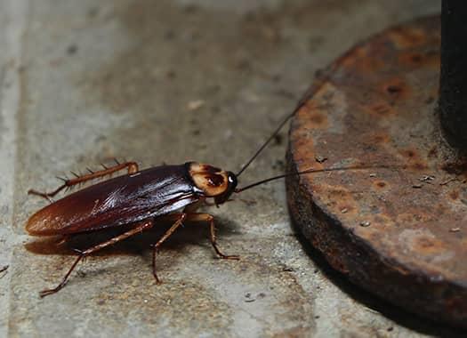 Keep Your Home Cockroach Free cockroach near metal pole