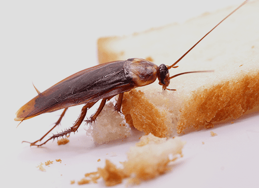cockroach on food