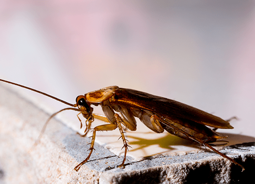 cockroach found in lexington home