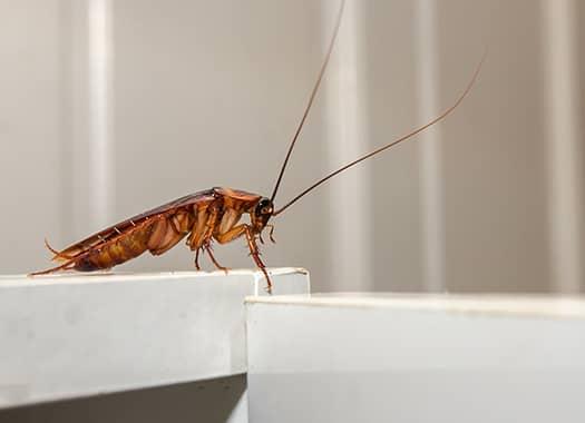 Keep Cockroaches Out Of Your Home cockroach in louisville kitchen
