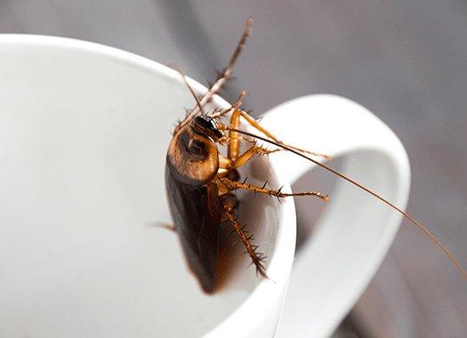 cockroach on cup