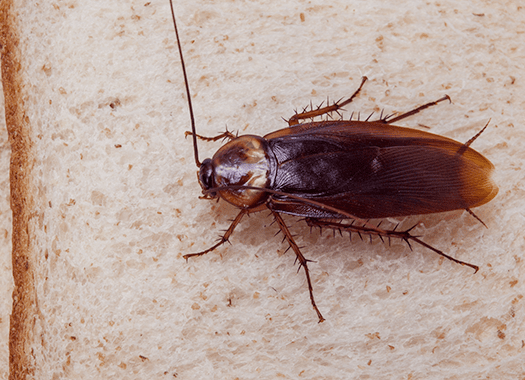 Learn How To Avoid Cockroaches In Terre Haute cockroach in terre haute home