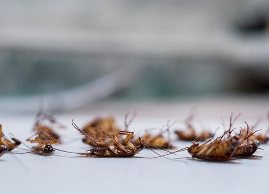 cockroaches dead in a basement