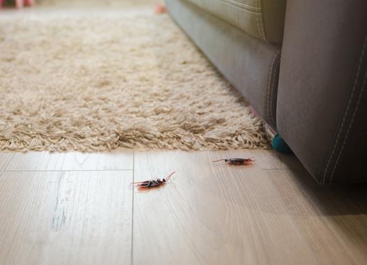 cockroaches crawling inside a home