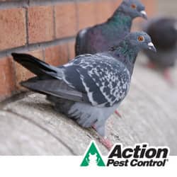 Learn More About Our Commercial Bird Control Services pigeons nesting on a building in louisville