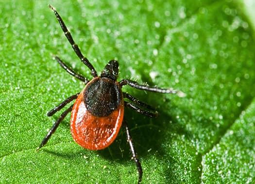 Prepare For Tick Season a blood fulled eer tick craawlig along the leaf of a terre haute yard