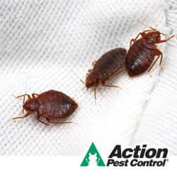 Here's What Not To Do If You Have Bed Bugs DIY Bed Bug Control Is A Bad Idea