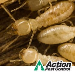 A Closer Look At Termites In The Home