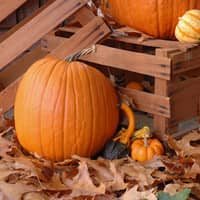 Keep Pest From Ruining Your Fall Decorations home decorations for fall
