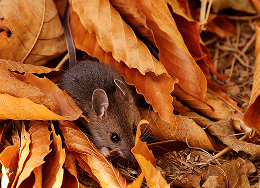 a small mouse in a bed of leaves outside