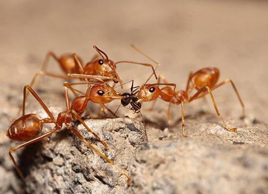 fire ants eating prey