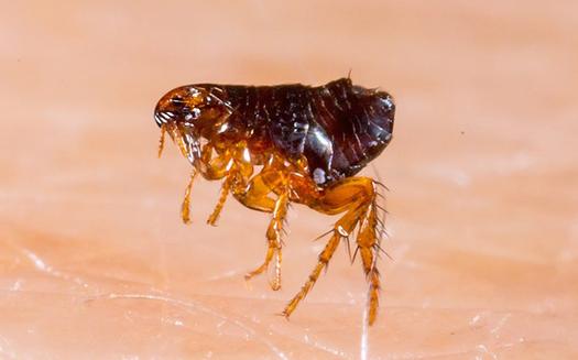 Fleas Bites and Treatment a flea jumping on human skin