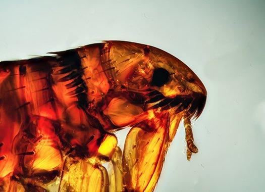 magnification of a flea