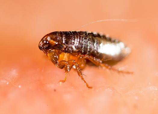 up close image of a flea on human skin