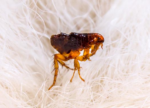 up close image of a flea in white pet hair