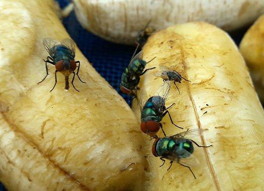 flies on rotten fruit