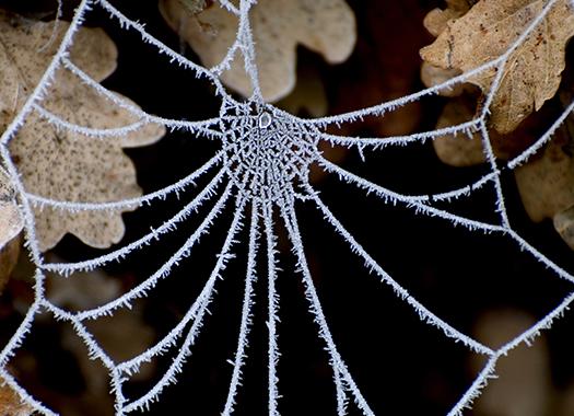 a frozen spider web