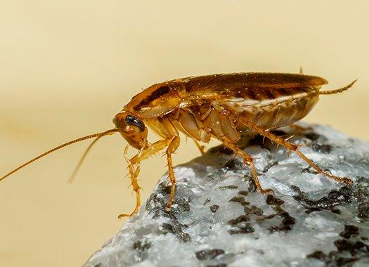 a german cockroach crawling on a arock