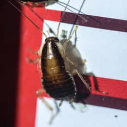 Use Pest Control Professionals To Rid Your Home Of German Cockroaches german cockroach infesting a pantry