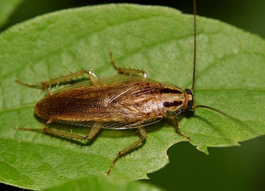 german cockroach on leaf