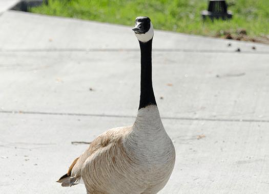 goose roaming free in public