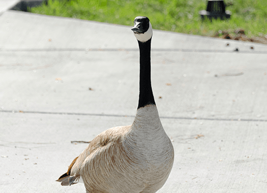 Learn How To A Protect Your Business From Pest Birds Like Geese goose roaming free in public