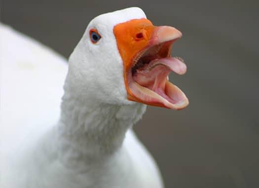 Keep Harmful Birds Off Of Your Property a vibrant white goose squawking his orange beak at an illinois resident