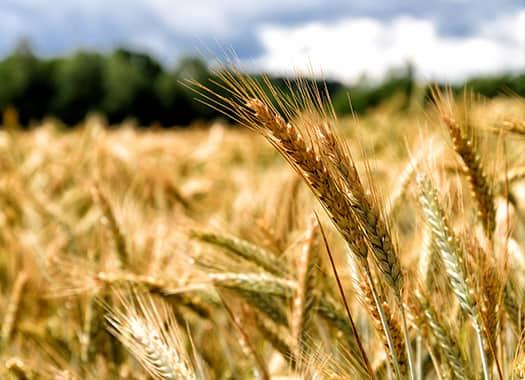 Protect Your Property From Pest Infestations a wide field of grain on an evensville indiana farm unknowingly infested by pests that eat away and quickly spread through out stored products such as wheats and grains