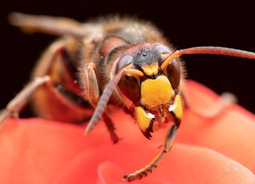 an up close image of a hornet on a rose