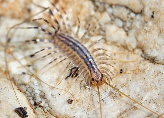 Are You Seeing Creepy Centipedes In Your Louisville Home?