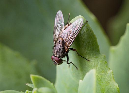fly on plant