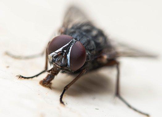 a house fly in a kitchen