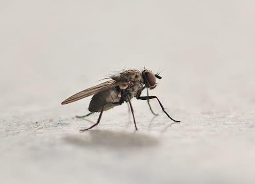 Why House Flies Invade Louisville Homes