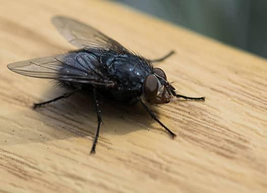 Learn Several Helpful Tips To Keep Flies Out Of Your Kitchen a common house fly festering in a louisville kicthen