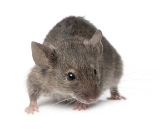 Rodent Control from Action Pest Action Pest House Mouse