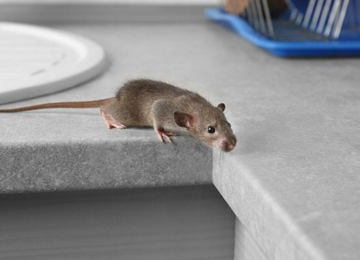 house mouse on kitchen counter