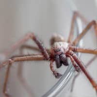 Keep Spiders From Entering Your Louisville Home house spider found in a louisville home
